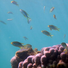 Neopomacentrus nemurus