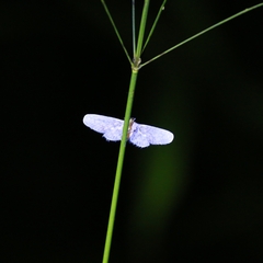Chloropteryx opalaria