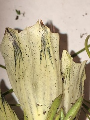 Gentiana algida