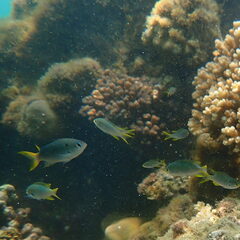 Neopomacentrus nemurus