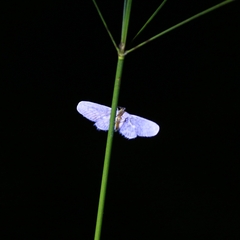 Chloropteryx opalaria