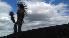 Yucca decipiens