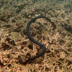 Emydocephalus annulatus