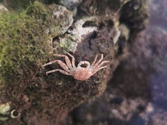 Grapsus tenuicrustatus