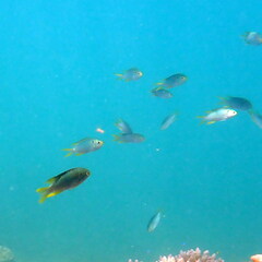 Neopomacentrus nemurus