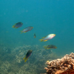 Neopomacentrus nemurus