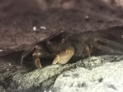 Geograpsus crinipes