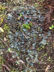 Peltigera neopolydactyla