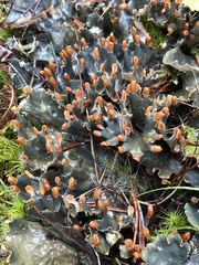 Peltigera neopolydactyla