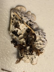 Peltigera neopolydactyla