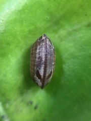 Balta bicolor
