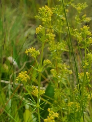 Galium capense