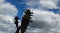 Yucca decipiens