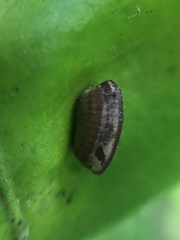 Balta bicolor