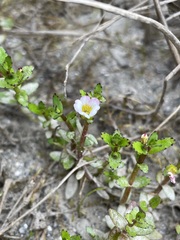 Gratiola sexdentata