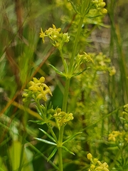 Galium capense