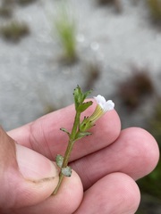 Gratiola sexdentata
