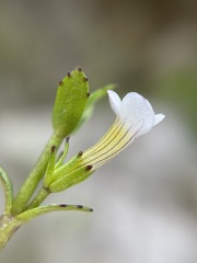Gratiola sexdentata
