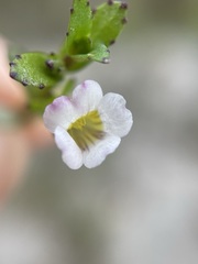 Gratiola sexdentata