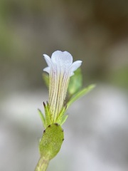 Gratiola sexdentata