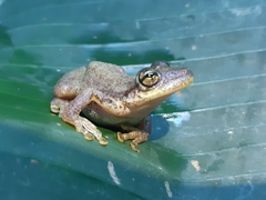 Scinax ruber