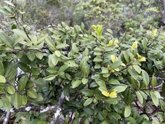 Diospyros sandwicensis