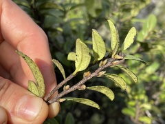 Diospyros sandwicensis