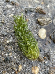 Lagarosiphon major