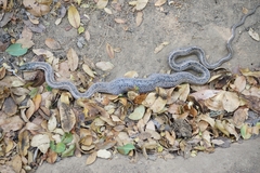 Philodryas chamissonis