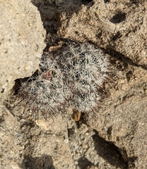 Mammillaria tetrancistra
