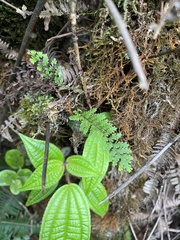 Adenophorus tamariscinus