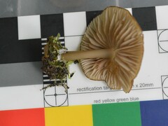 Entoloma procerum