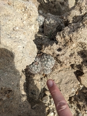 Mammillaria tetrancistra