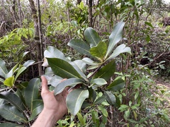 Myrsine lessertiana