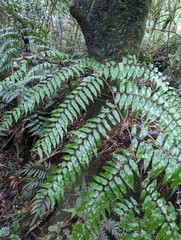 Gymnosphaera podophylla