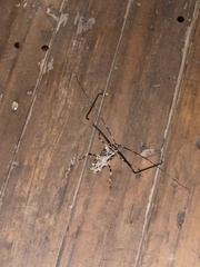 Acrocinus longimanus