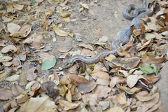 Philodryas chamissonis