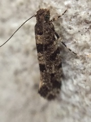 Parochmastis hilderi