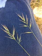 Rytidosperma caespitosum