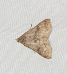 Bleptina caradrinalis