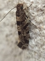 Parochmastis hilderi