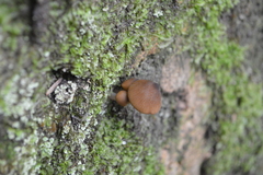 Entoloma procerum
