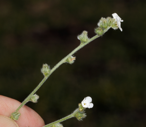 iNaturalist observation photo of Rusty Popcornflower