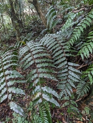 Gymnosphaera podophylla