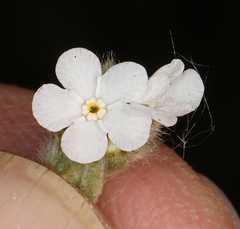 Plagiobothrys nothofulvus