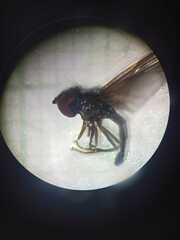 Ocyptamus dimidiatus