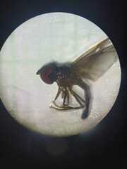 Ocyptamus dimidiatus