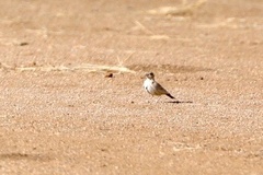 Eremopterix nigriceps albifrons