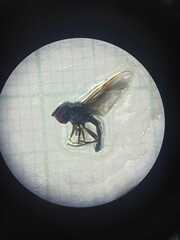 Ocyptamus dimidiatus