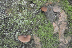 Entoloma procerum